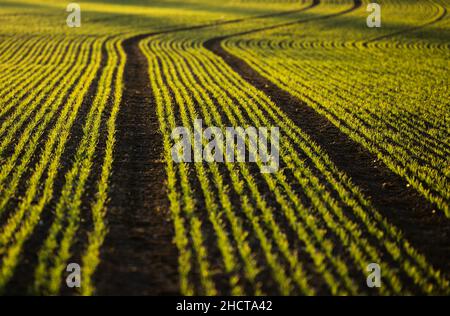 31. Dezember 2021, Baden-Württemberg, Rottweil: Kleine Pflanzen wachsen auf einem Feld in der Nähe von Rottweil. Foto: Silas Stein/dpa Stockfoto