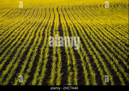 31. Dezember 2021, Baden-Württemberg, Rottweil: Kleine Pflanzen wachsen auf einem Feld in der Nähe von Rottweil. Foto: Silas Stein/dpa Stockfoto