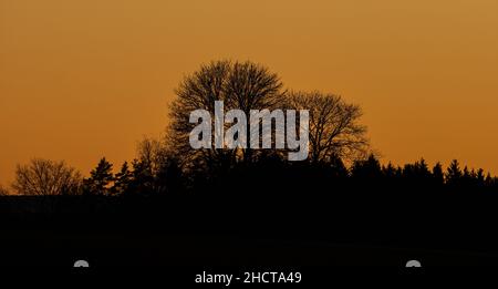 31. Dezember 2021, Baden-Württemberg, Rottweil: Bäume werden bei Sonnenuntergang silhouettiert. Foto: Silas Stein/dpa Stockfoto