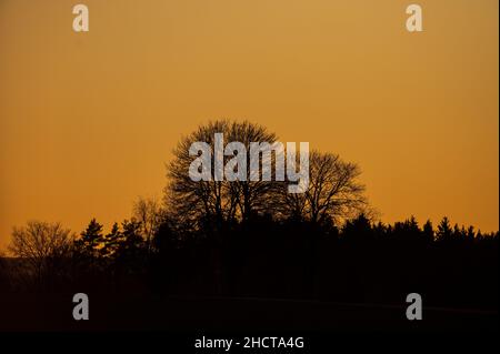 31. Dezember 2021, Baden-Württemberg, Rottweil: Bäume werden bei Sonnenuntergang silhouettiert. Foto: Silas Stein/dpa Stockfoto