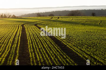 31. Dezember 2021, Baden-Württemberg, Rottweil: Kleine Pflanzen wachsen auf einem Feld in der Nähe von Rottweil. Foto: Silas Stein/dpa Stockfoto