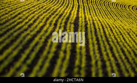 31. Dezember 2021, Baden-Württemberg, Rottweil: Kleine Pflanzen wachsen auf einem Feld in der Nähe von Rottweil. Foto: Silas Stein/dpa Stockfoto