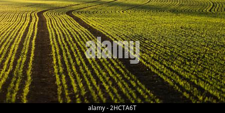 31. Dezember 2021, Baden-Württemberg, Rottweil: Kleine Pflanzen wachsen auf einem Feld in der Nähe von Rottweil. Foto: Silas Stein/dpa Stockfoto