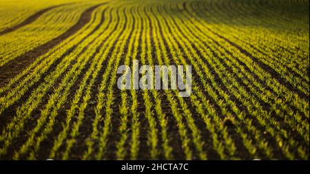 31. Dezember 2021, Baden-Württemberg, Rottweil: Kleine Pflanzen wachsen auf einem Feld in der Nähe von Rottweil. Foto: Silas Stein/dpa Stockfoto