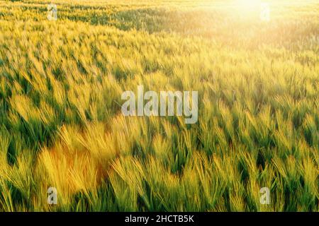 Weizensprossen in der Hand eines Bauern. Farmer, der bei Sonnenuntergang durch das Feld geht und Weizenbefrucht kontrolliert Stockfoto