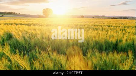 Frischer Weizen flid mit Baum bei Sonnenuntergang mit Wolken, Landwirtschaft Konzept Bild Stockfoto
