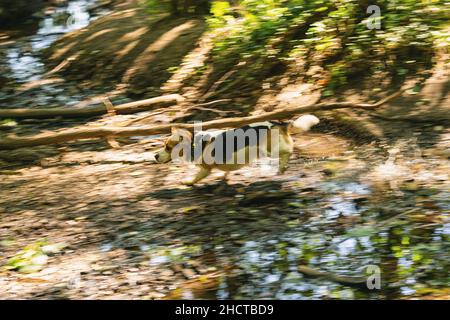 Laufen Beagle Hund im Wald Stockfoto