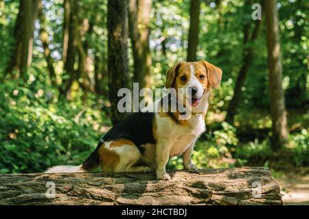 Schöner Beagle-Hund auf einem Baumstamm Stockfoto