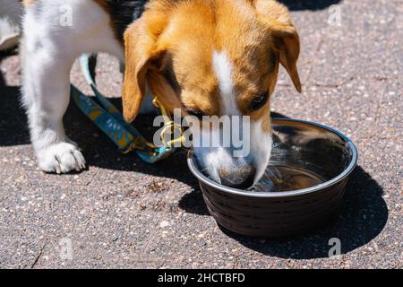 beagle Hund trinkt Wasser aus einer Metallschale Stockfoto