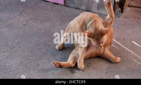 Helles Blondes Katzentier Stockfoto