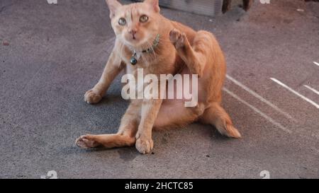 Helles Blondes Katzentier Stockfoto