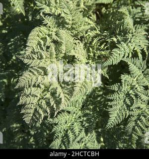 Flora von Gran Canaria - Todaroa montana, endemische Pflanze auf den Kanarischen Inseln, natürlicher makrofloraler Hintergrund Stockfoto