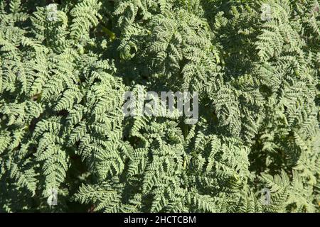 Flora von Gran Canaria - Todaroa montana, endemische Pflanze auf den Kanarischen Inseln, natürlicher makrofloraler Hintergrund Stockfoto