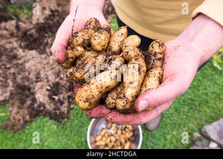 Ein junger Mann, der sich in den Händen hielt, frisch geerntet und russische Bananenkartoffeln (Solanum tuberosum) gegraben hat, die in Sydney, Australien, angebaut wurden Stockfoto