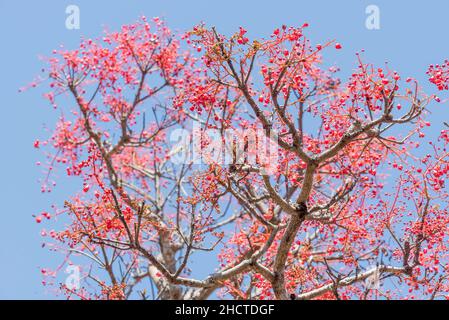 Eine blühende Illawarra Flame oder Lacebark Tree Brachychiton acerifolius, die in tropischen und subtropischen Ostküstenregionen Australiens endemisch ist Stockfoto