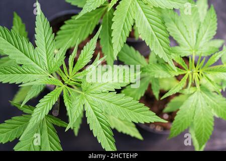 Reife Marihuanapflanze mit Bud und Blättern. Textur von Marihuanapflanzen auf der Indoor Cannabis Farm. Cannabispflanzen, die in Innenräumen mit jungen Marihuana B wachsen Stockfoto