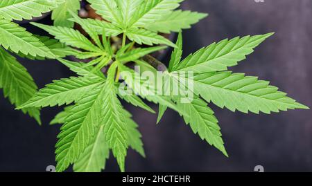 Reife Marihuana Pflanze mit Blättern. Textur von Marihuanapflanzen auf der Indoor Cannabis Farm. Cannabispflanzen, die in Innenräumen mit jungen Marihuanapflanzen wachsen Stockfoto