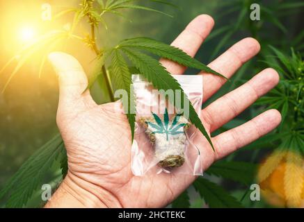 Hand zeigt Cannabis-Knospen in einer Plastiktüte. Konzept der pflanzlichen alternativen Medizin, cbd-Öl, Pharmaindustrie oder illegaler Drogenkonsum Stockfoto