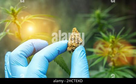 Wissenschaftler mit Handschuhen, die Cannabisknospen halten und Hanfpflanzen überprüfen. Konzept der pflanzlichen alternativen Medizin, cbd-Öl, Pharmaindustrie Stockfoto