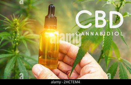 Hand halten bootle von cbd-Öl biologischen und ökologischen pflanzlichen pharmazeutischen auf einer Hanffarm. Konzept der pflanzlichen alternativen Medizin, cbd-Öl, Pharma Stockfoto