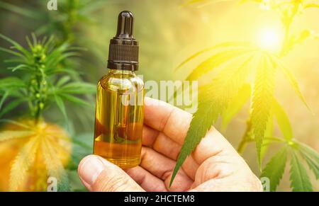 Hand halten bootle von biologischen und ökologischen pflanzlichen pharmazeutischen cbd-Öl in einem Tropf mit Cannabispflanzen im Hintergrund. Konzept der Kräuter Stockfoto