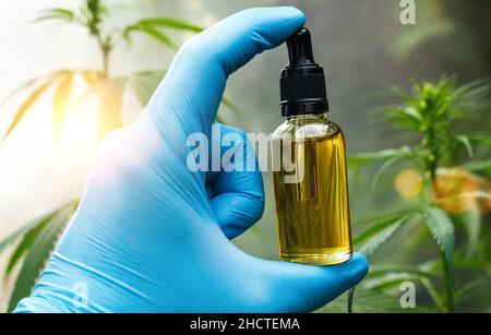 Handgriff auf biologisches und ökologisches pflanzliches pharmazeutisches cbd-Öl in einer Dropper auf einer Hanffarm. Konzept der pflanzlichen alternativen Medizin, cb Stockfoto