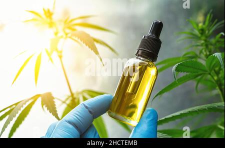 Handgriff auf biologisches und ökologisches pflanzliches pharmazeutisches cbd-Öl in einer Dropper auf einer Hanffarm. Konzept der pflanzlichen alternativen Medizin, cb Stockfoto