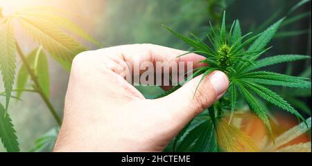 Wissenschaftler mit der Überprüfung von Hanfpflanzen in einem Gewächshaus. Konzept der pflanzlichen Alternativmedizin, CBD-Öl, Pharmazeptische Industrie Stockfoto