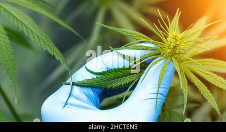 Wissenschaftler mit Handschuhen, die Hanfpflanzen in einem Gewächshaus überprüfen. Konzept der pflanzlichen Alternativmedizin, CBD-Öl, Pharmazeptische Industrie Stockfoto