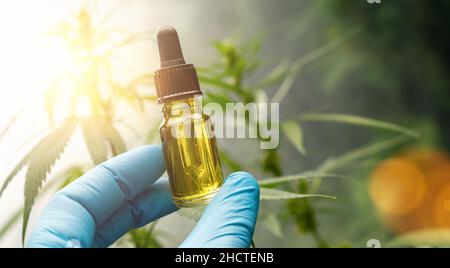 Handgriff auf biologisches und ökologisches pflanzliches pharmazeutisches cbd-Öl in einer Dropper auf einer Hanffarm. Konzept der pflanzlichen alternativen Medizin, cb Stockfoto