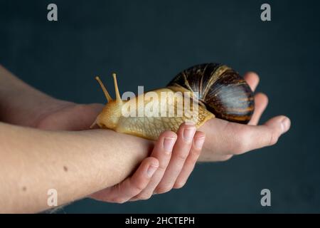 Große braune Schnecke Achatina auf der Hand. Die afrikanische Schnecke, die zu Hause als Haustier angebaut wird und auch in der Kometologie verwendet wird. Tier Seitenansicht auf einem isolierten schwarzen Hintergrund. Kopieren Sie die Spase Stockfoto