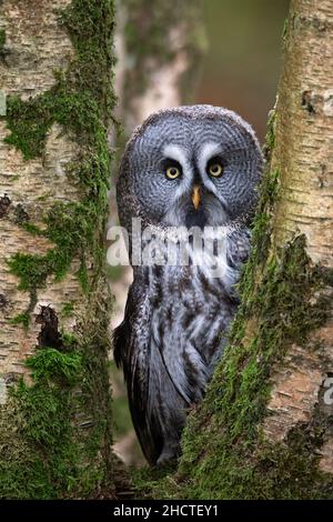 Große Graueule (Strix nebulosi), die tief in der Mitte eines Waldes durch Birkenbäume blickt Stockfoto