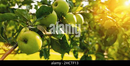 Reife grüne Äpfel auf dem Baum, Copyspace für Ihren individuellen Text. Stockfoto