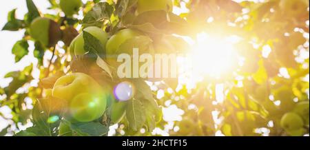Äpfel auf Apfelbaum-Ast, strahlende Sonnenstrahlen, Copyspace für Ihren individuellen Text, Bannergröße Stockfoto