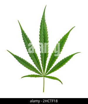 Cannabisblatt Sativa isoliert auf Weiß Stockfoto