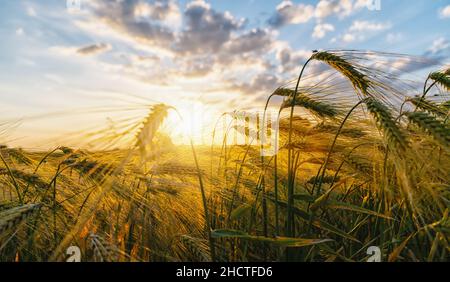 Gold Wheat flog Panorama mit Baum bei Sonnenuntergang Stockfoto