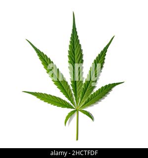 Cannabisblatt Sativa isoliert auf Weiß Stockfoto