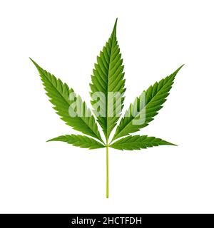 Cannabisblatt Indica isoliert auf weiß Stockfoto