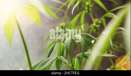 Blühende Marihuana-Pflanze mit frühen weißen Blüten, Cannabis-Sativa-Blättern, Marihuana-Hintergrund Stockfoto