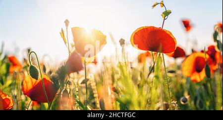Bereich der rote Mohnblumen Stockfoto
