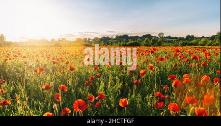 Landschaft mit schönem Sonnenuntergang über Mohn-Feld-Panorama Stockfoto