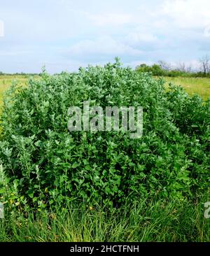 Atriplex fera Busch, Orach Atriplex hortensis mit Blättern, Blüten, Samen. Quinoa-Zweige mit jungen Samenköpfen. Kulinarische Kräuter im Garten. Stockfoto