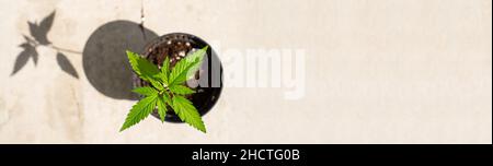 Marihuana-Vegetationspflanzen, Cannabis Indica anbauen, Hanf CBD, Cannabis anbauen, Marihuana-Blätter, Hintergrund Draufsicht, Bannergröße, Kopierraum f Stockfoto