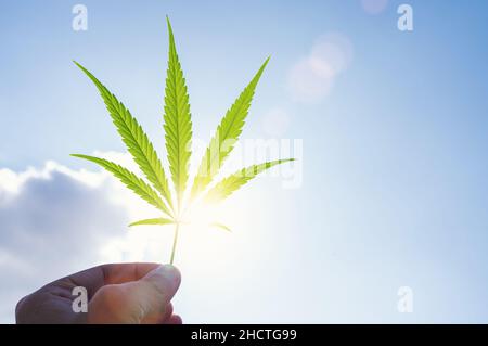 Cannabisblatt gegen den Himmel. Hand, die ein Marihuanablatt auf einem Hintergrund des blauen Himmels hält. Hintergrund des Themas der Legalisierung und medizinischen Hanf in Stockfoto