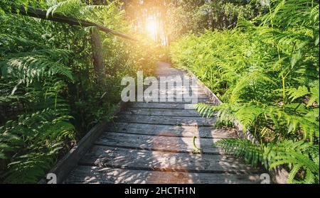 Holzweg in den Wald bedeckt Farne und Sonnenlicht, am Sommerabend Stockfoto