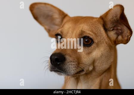 Nahaufnahme von niedlichen jungen braunen Mischlingshund mit großen Ohren, die nach vorne schauen und die Aufmerksamkeit auf hellem Hintergrund isoliert Stockfoto