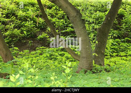 Schöner Park mit grünem Gras und Bäumen im Frühling Stockfoto