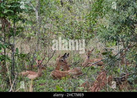 Die Herde des Impalas, Aepyceros melampus, eine mittelgroße Antilope, die im östlichen und südlichen Afrika im afrikanischen Busch gefunden wird Stockfoto