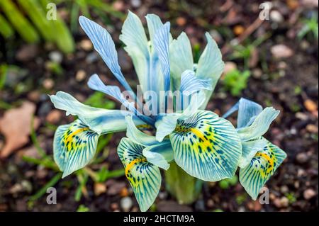 Iris reticulata 'Katharine Hodgkin' eine winterfrühlingsblühende Blumenzwiebel mit einer blauen Frühlingsblume, Stockfoto Stockfoto