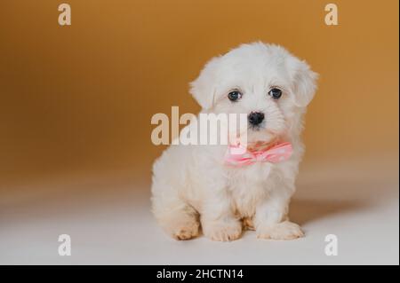 Bichon maltesischer Welpenhund weiß mit gelbem Hintergrund Stockfoto